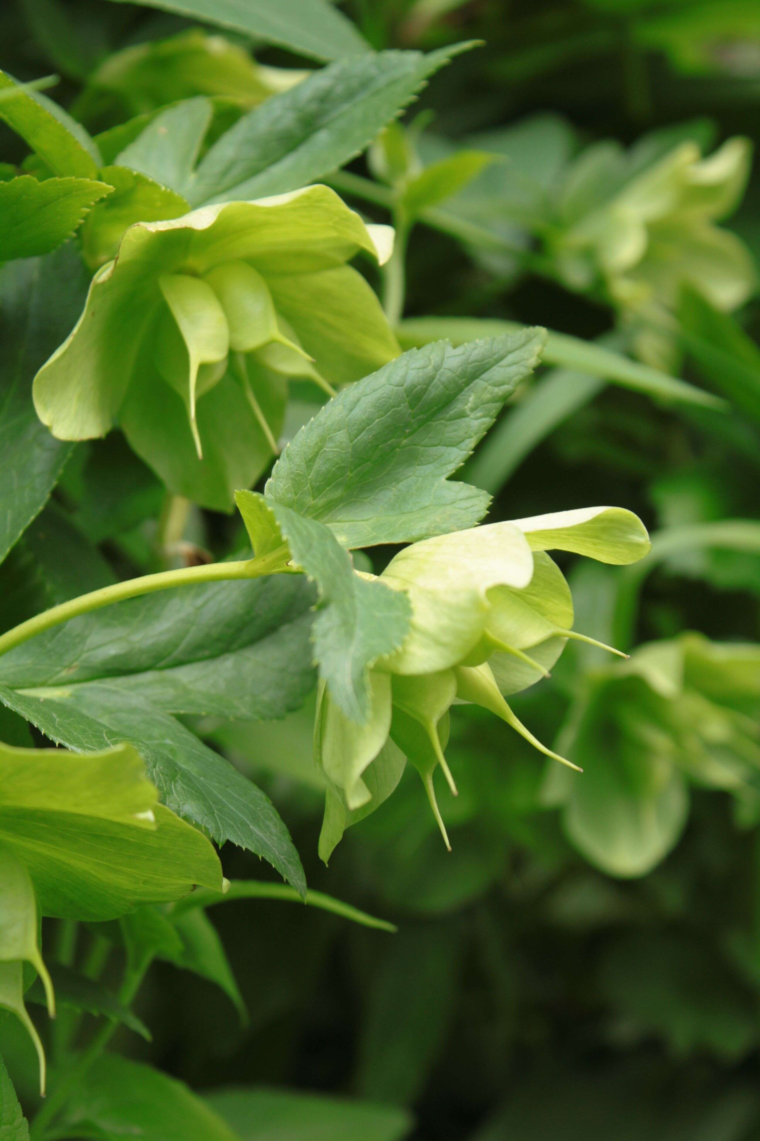 Image of black hellebore