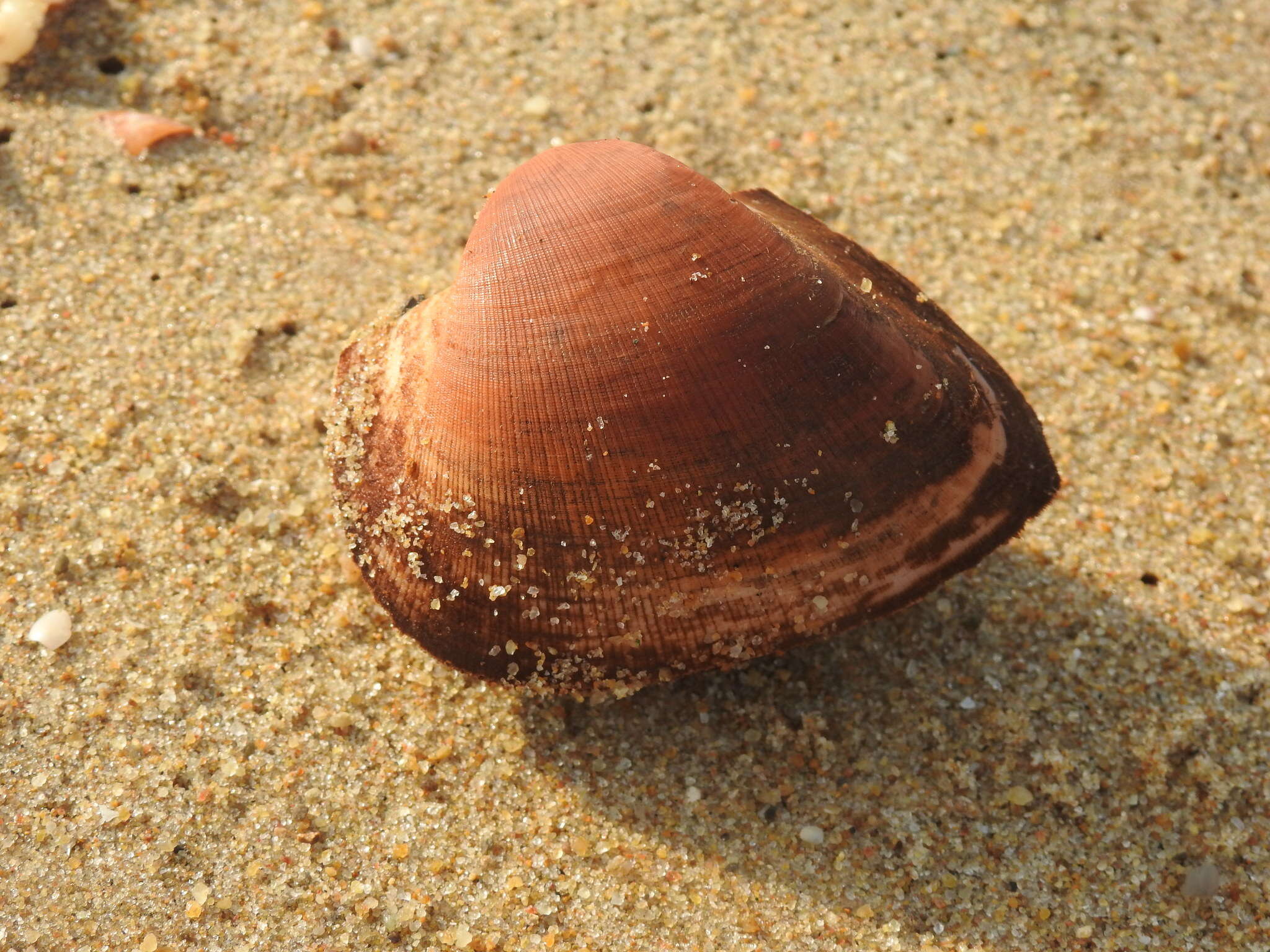 Image of Cucullaeidae Stewart 1930