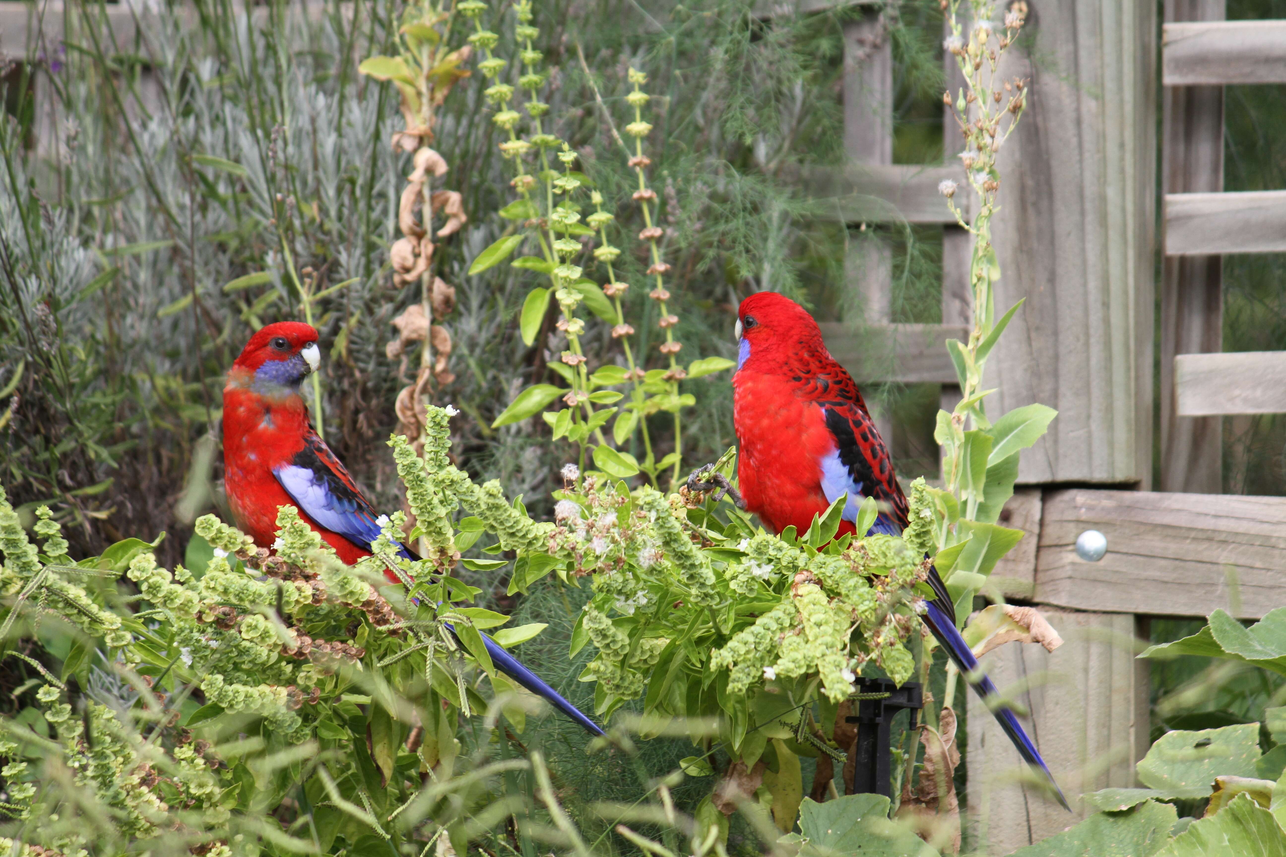 Image of Crimson Rosella