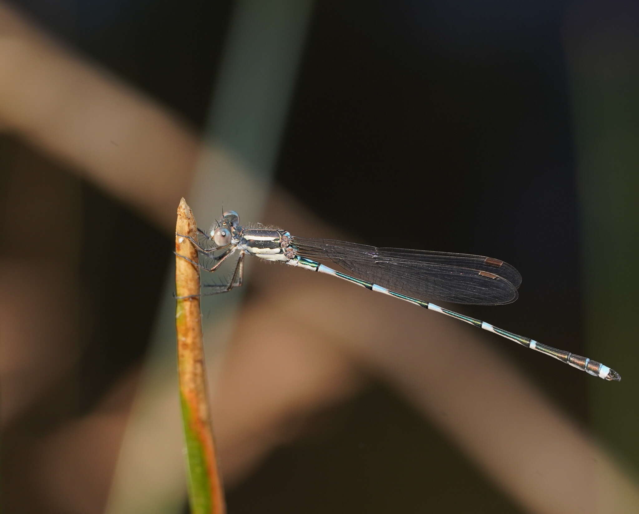 Image of Austrolestes leda (Selys 1862)