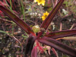 Euphorbia cuphosperma (Engelm.) Boiss. resmi