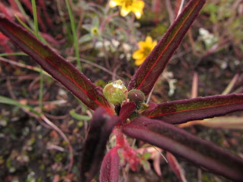 Image of hairy-fruit spurge