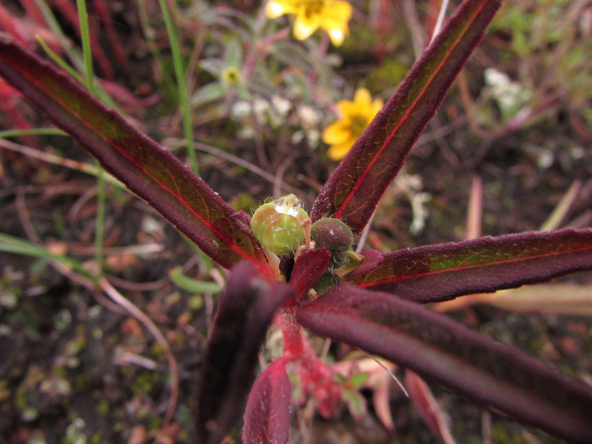 Euphorbia cuphosperma (Engelm.) Boiss. resmi