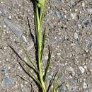 Image of sanddune sandbur