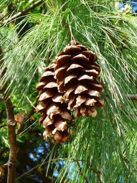 Imagem de Pinus peuce Griseb.