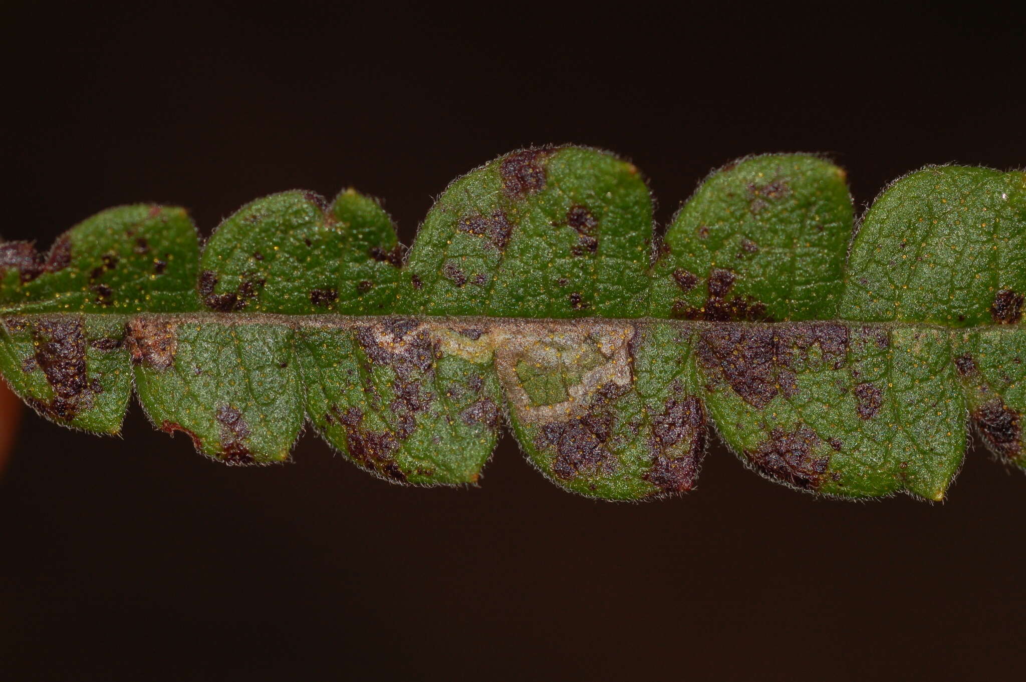 Image of Bucculatrix paroptila Braun 1963