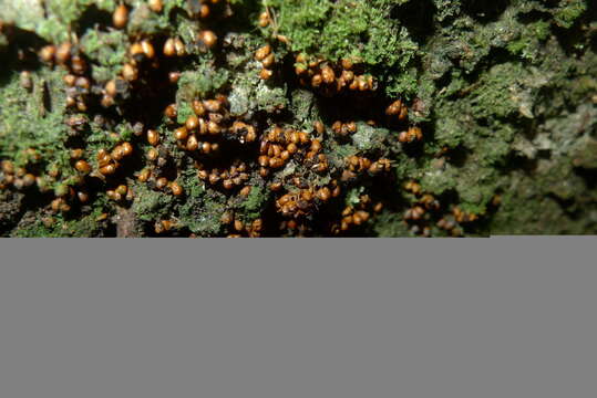 Image of Egg-shell Slime Mould