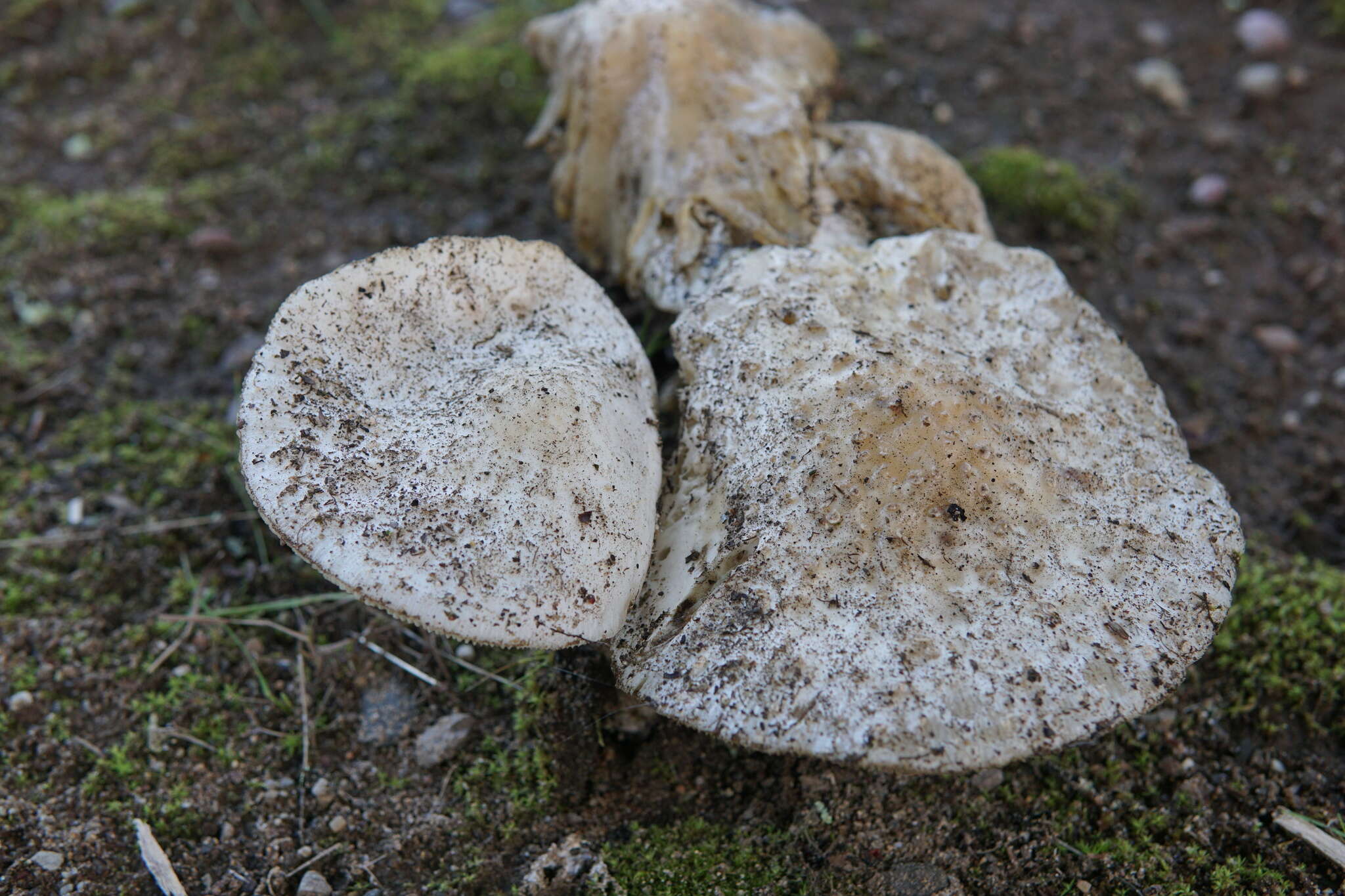 Image of Amanita canescens D. T. Jenkins 1982