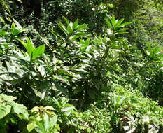 Image of Costus leucanthus Maas