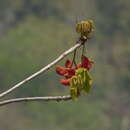 Image of Sterculia villosa Roxb.
