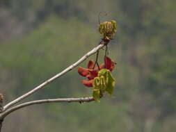 Imagem de Sterculia villosa Roxb.