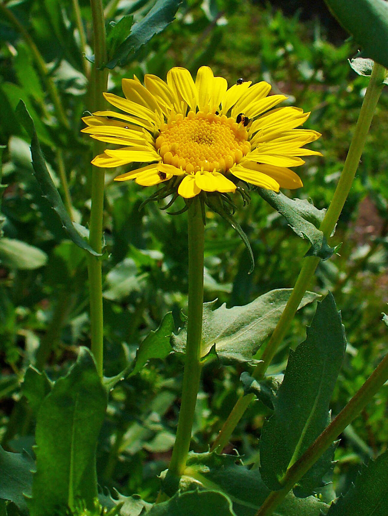 Grindelia nana resmi