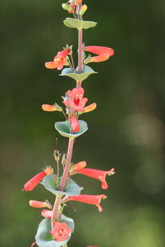 Слика од Penstemon murrayanus Hook.