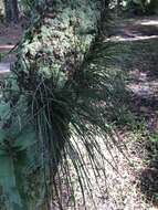 Image of Shoelace fern