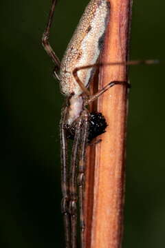 Image of Tetragnatha montana Simon 1874