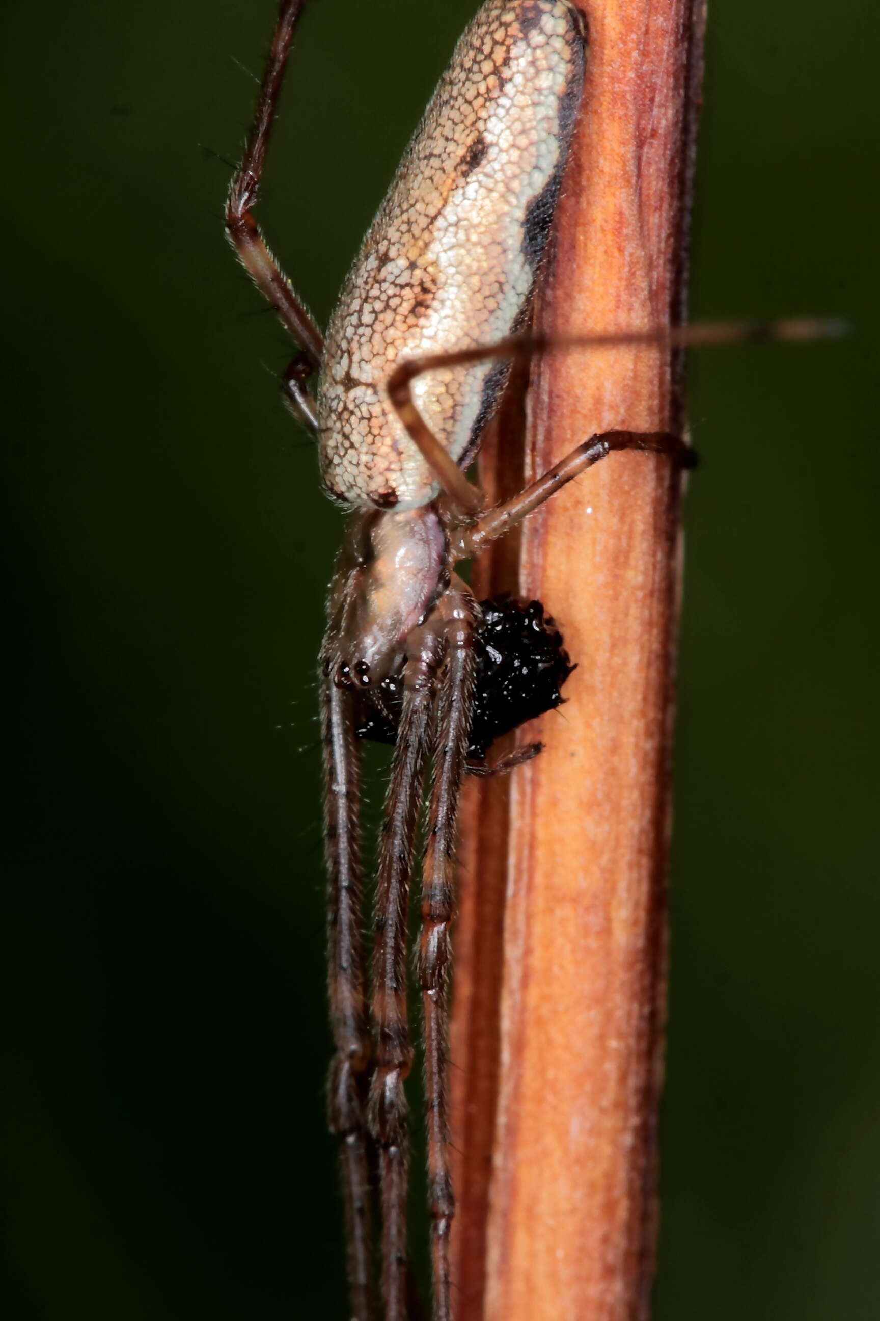 Image of Tetragnatha montana Simon 1874