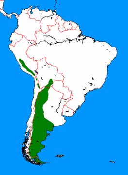 <span class="translation_missing" title="translation missing: en.medium.untitled.map_image_of, page_name: <i>Lama guanicoe</i>">Map Image Of</span>
