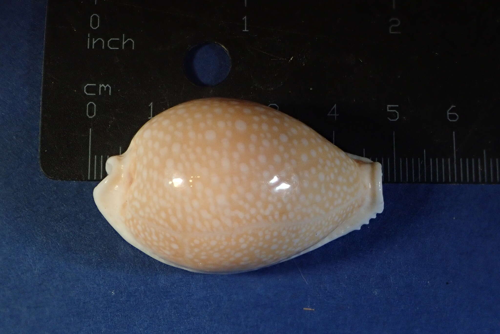 Image of Fuzzy cowrie shell