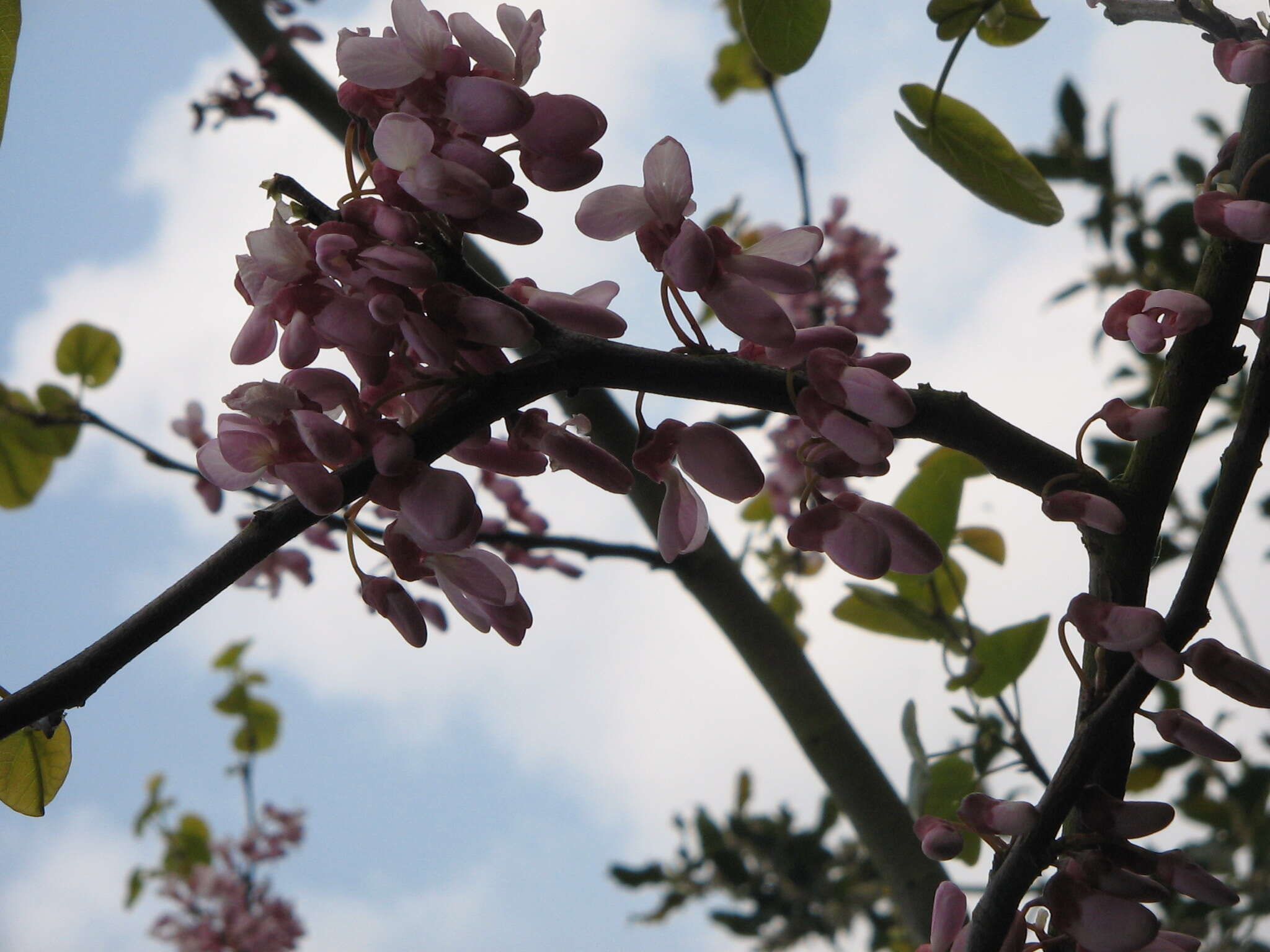 Image of Judas-tree