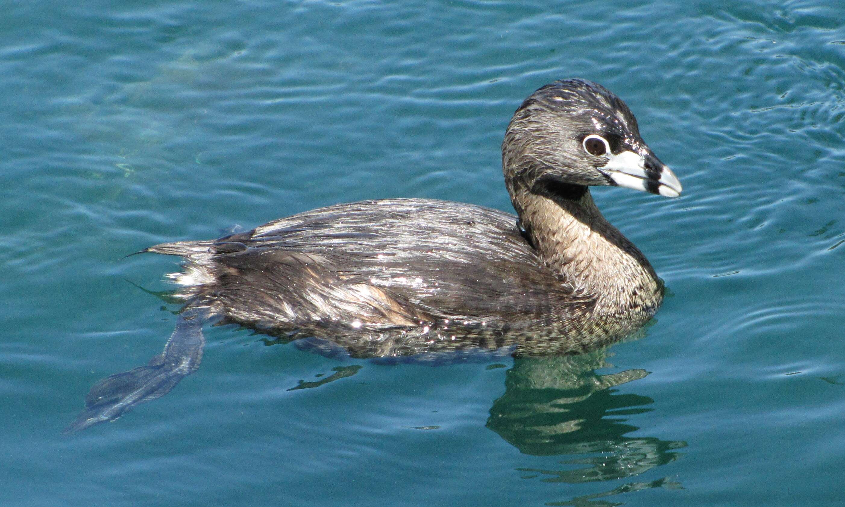 Image of grebes