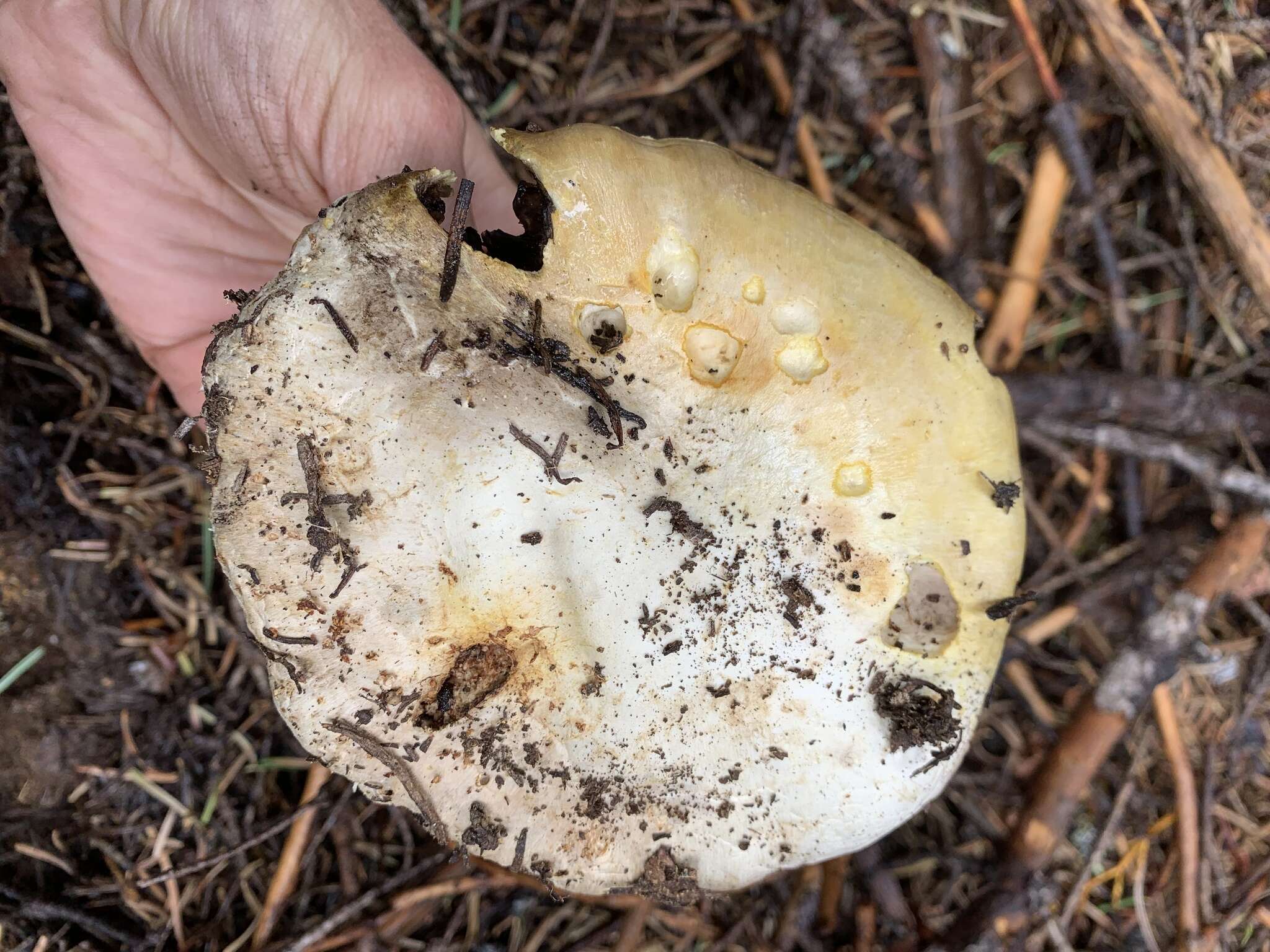 Image of Agaricus moronii Kerrigan 2016