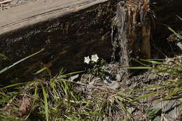 Image of Gentiana flavomaculata Hayata