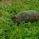 Image of Bell’s hinged tortoise