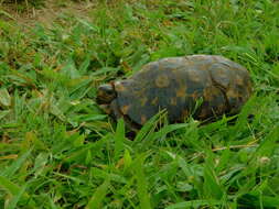 Image of Bell’s hinged tortoise