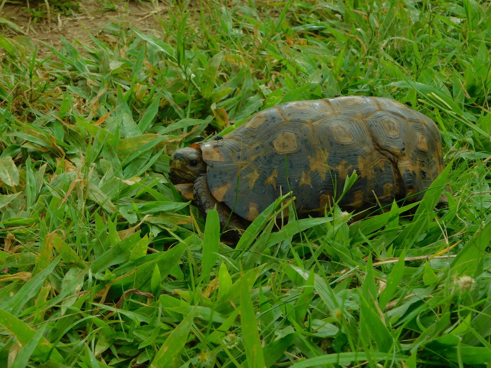 Image of Bell’s hinged tortoise