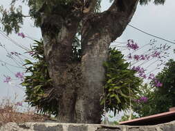 Image de Laelia autumnalis (Lex.) Lindl.