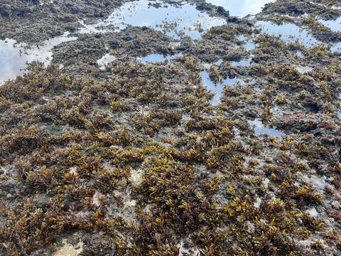 Image of Sargassum elegans