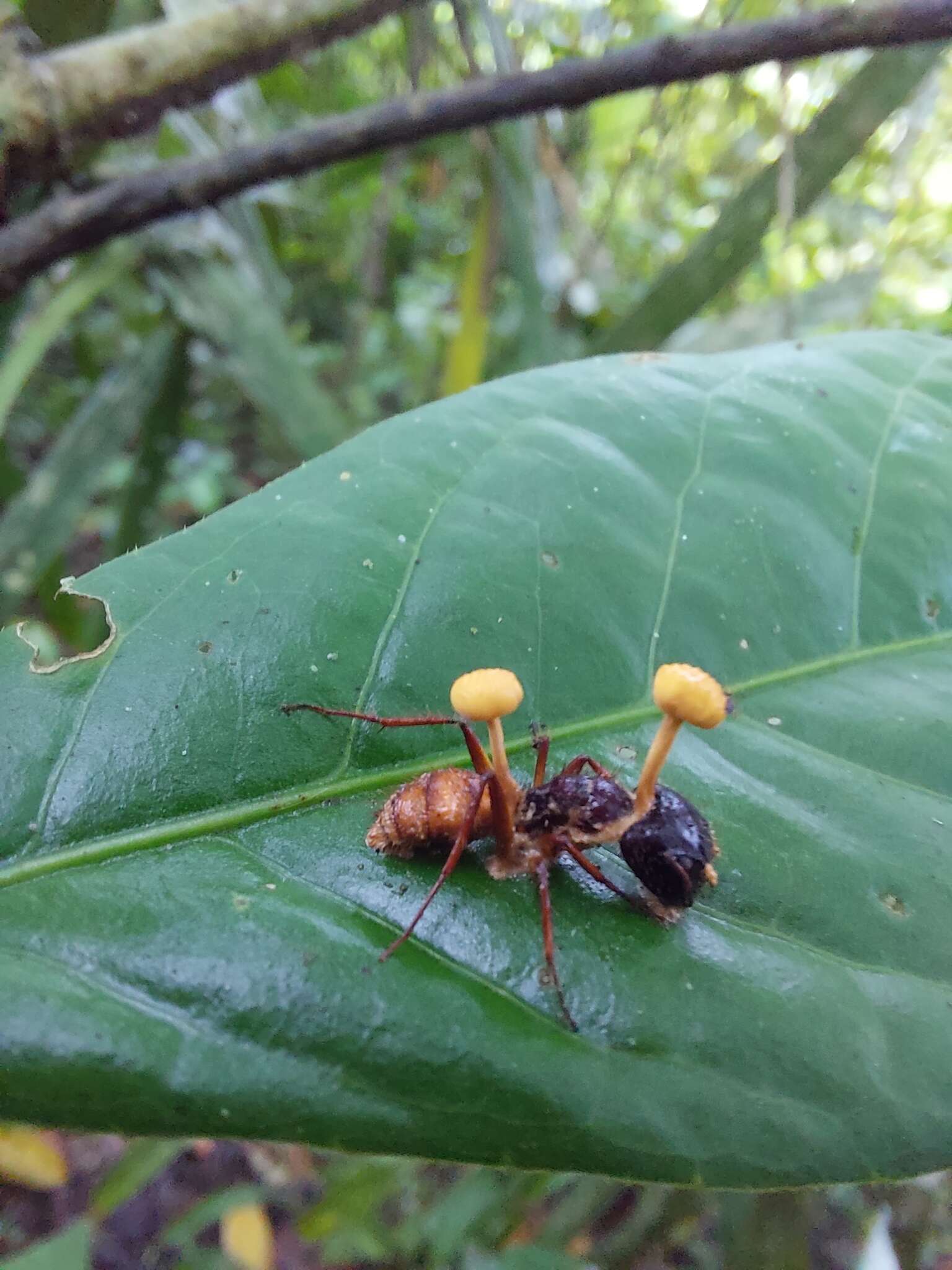 Image of Ophiocordyceps lloydii (H. S. Fawc.) G. H. Sung, J. M. Sung, Hywel-Jones & Spatafora 2007