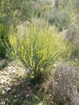 Image of Anthyllis terniflora (Lag.) Pau