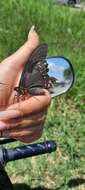 Image of Pink-spotted Swallowtail