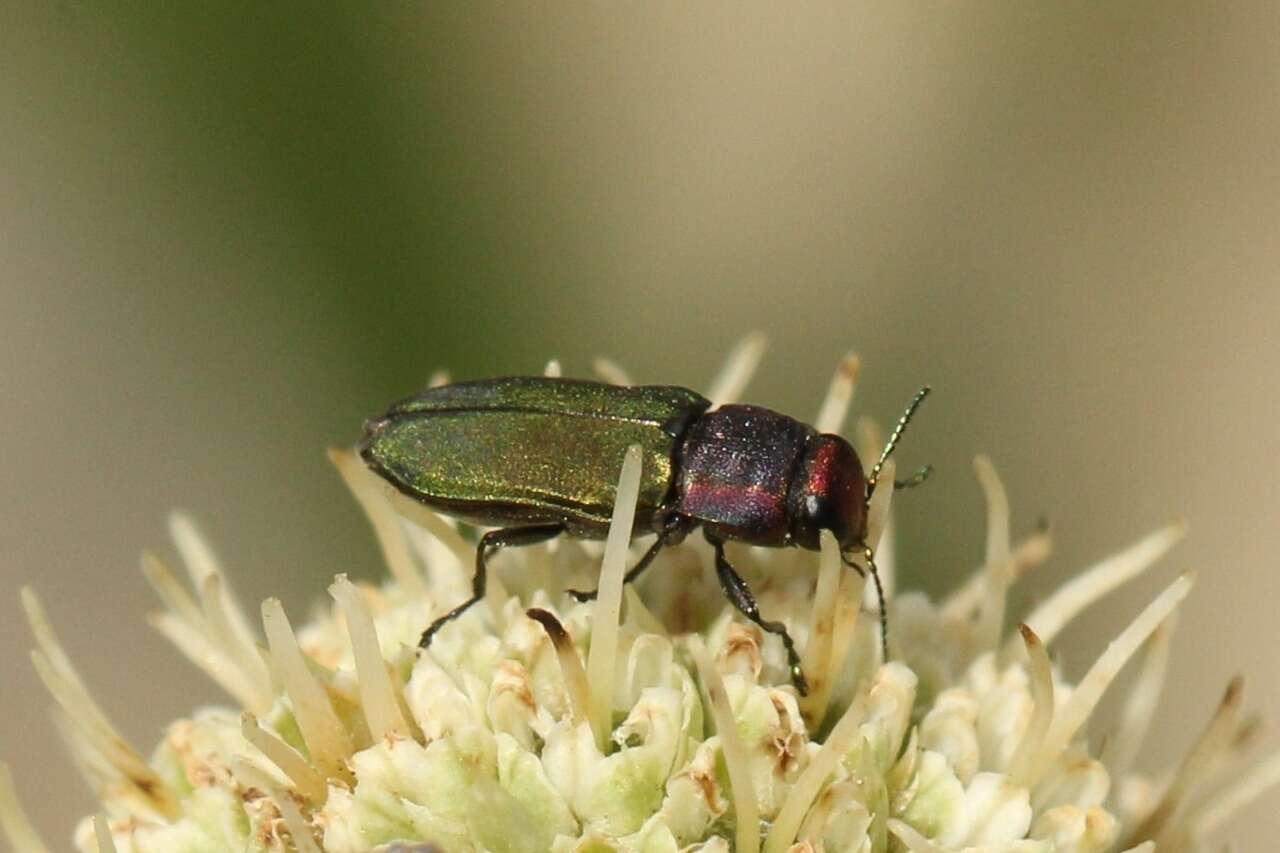 Image of Bilyaxia cupriceps (Fairmaire & Germain 1858)