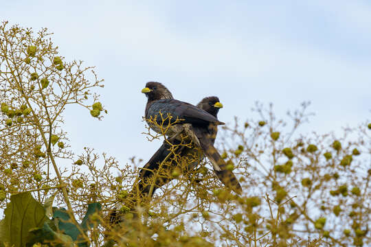 Image of Eastern Plantain-eater