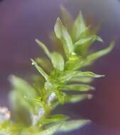 Image of zygodon moss