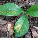 Image of Ficus callosa Willd.