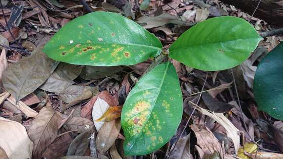 Image of Ficus callosa Willd.