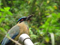 Image of Andean Motmot