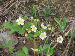 Image of Virginia strawberry