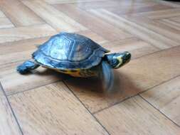 صورة Trachemys scripta scripta (Schoepff 1792)