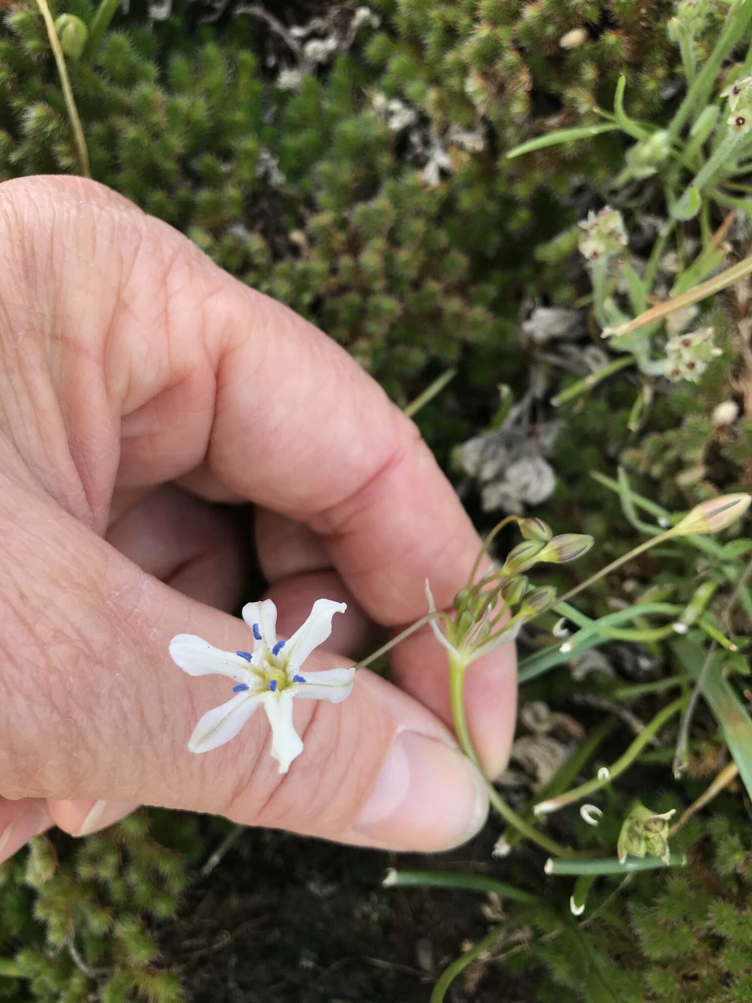 Image of Triteleia lilacina Greene