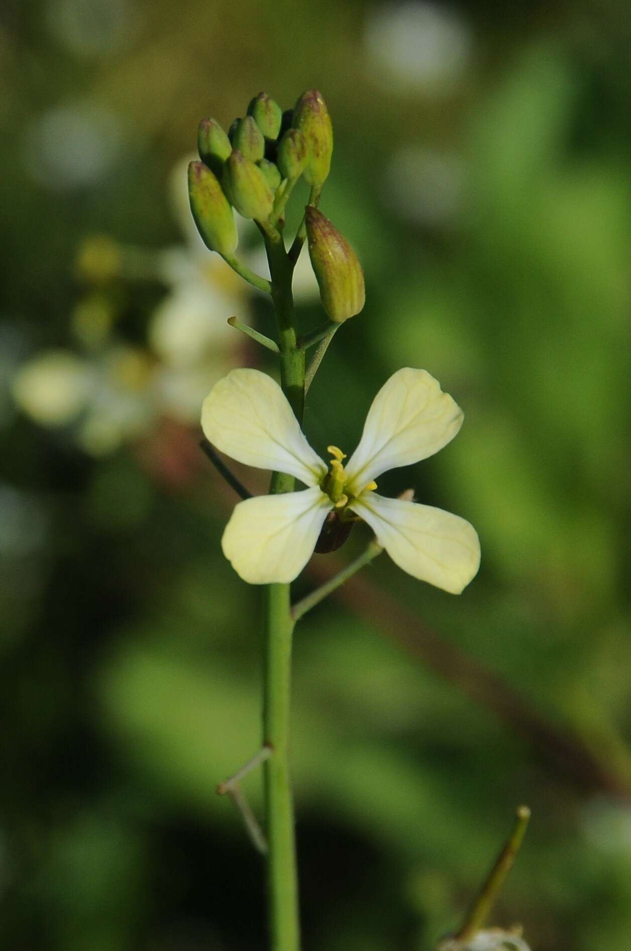 Image of wild radish