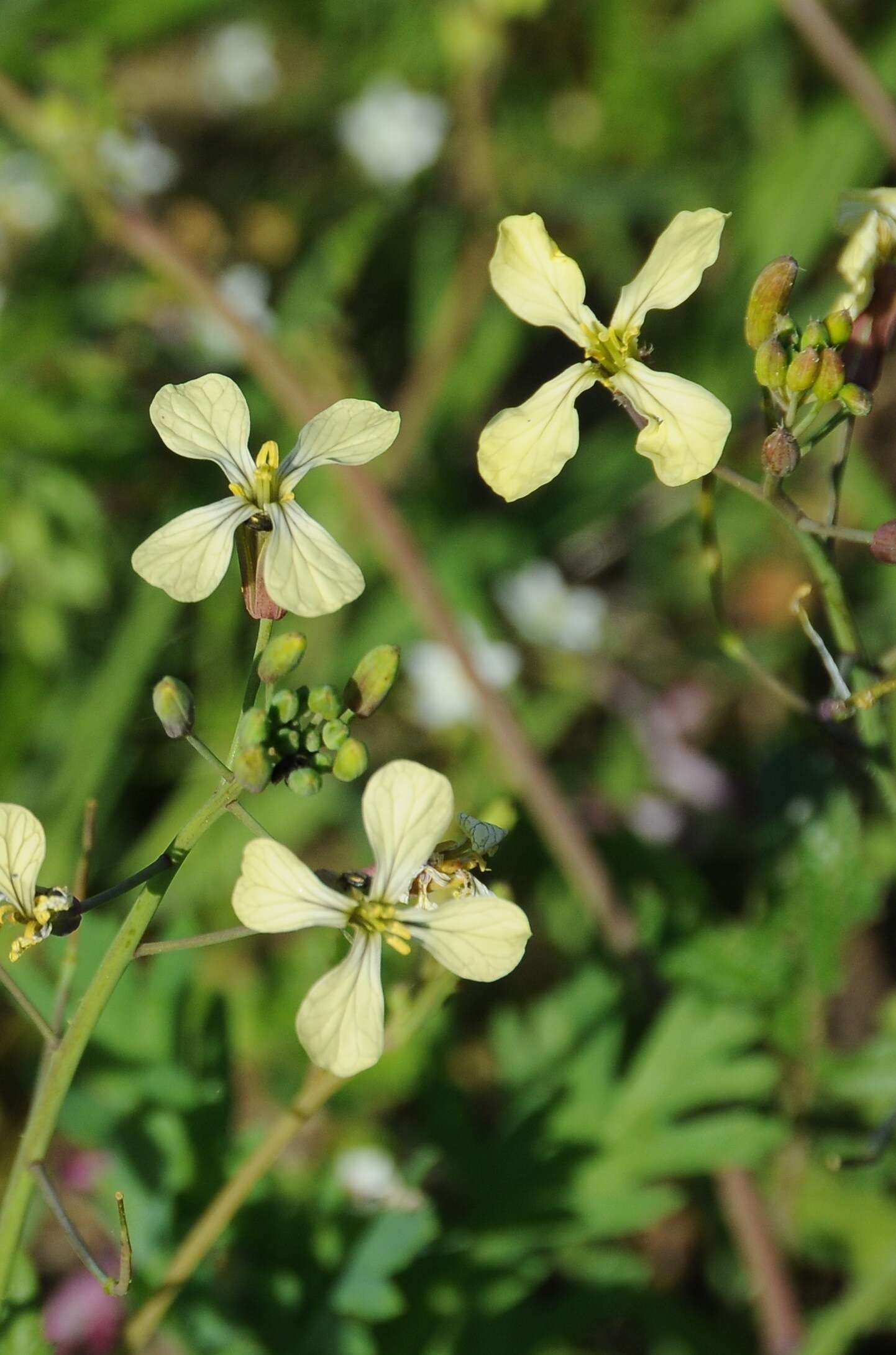 Image of wild radish