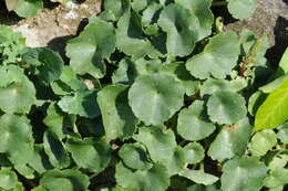 Image of Umbilicus rupestris (Salisb.) Dandy