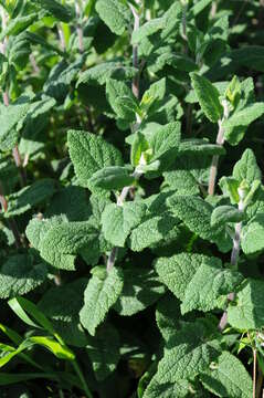 Image of Apple Mint