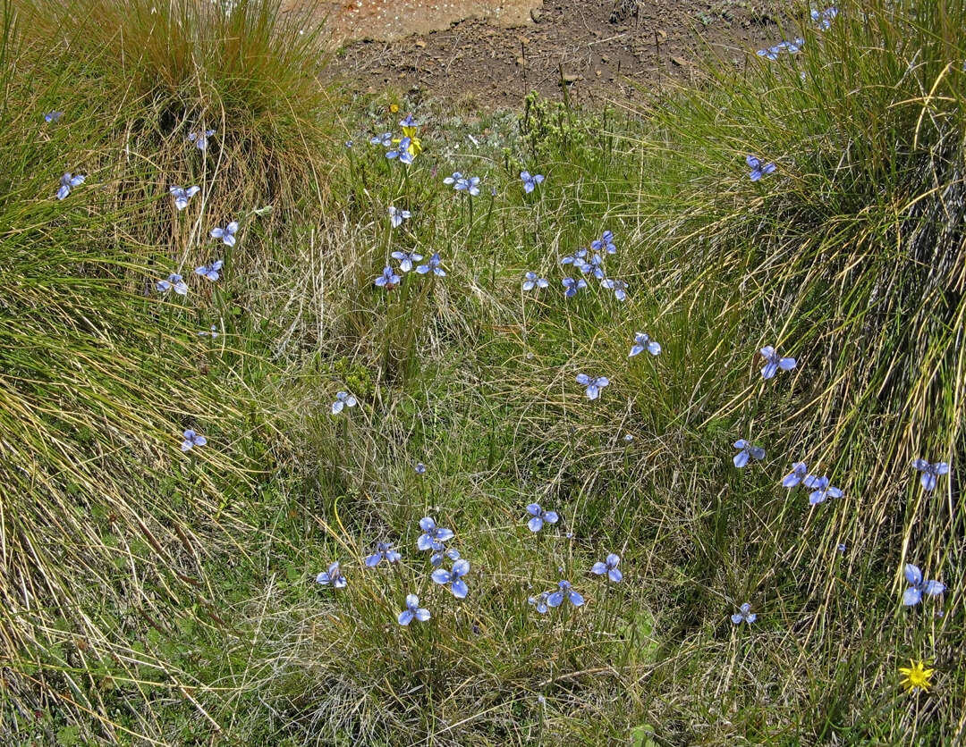 Image of Moraea dracomontana Goldblatt