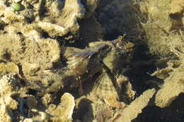 Image of Byno scorpionfish