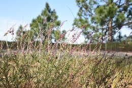 Image of Monnina cuneata A. St.-Hil.